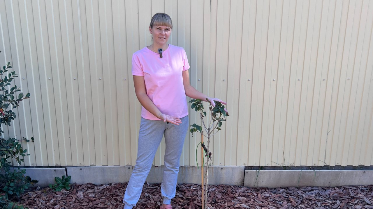 Сирень Красавица Москвы - правила успешной посадки.