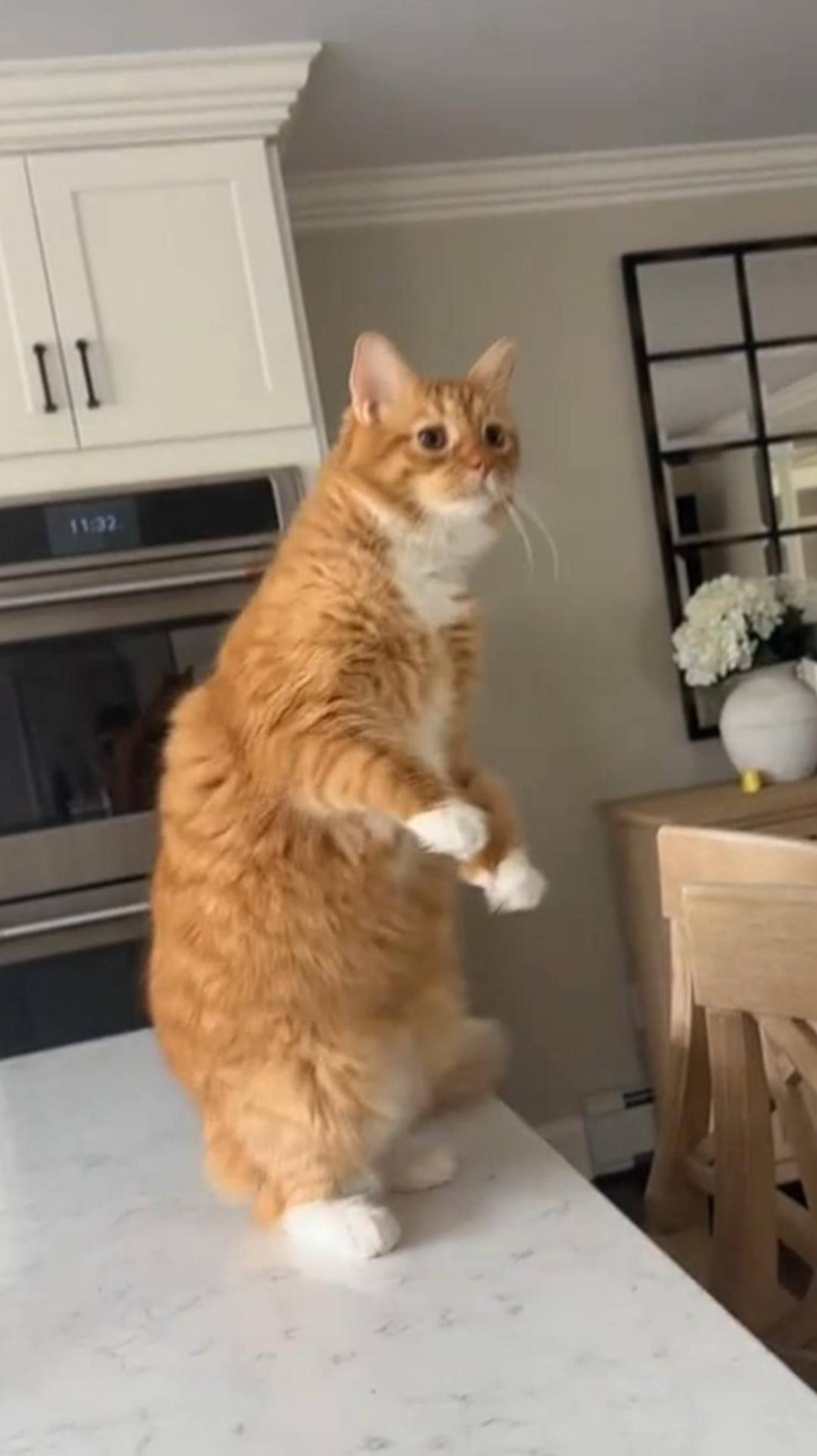  ВЫСОТЫ БОЮСЬ   ВКУСНО СОЧНО   ОЗВУЧКА ОТ ROMEO   говорящийкот озвучка угараю cat