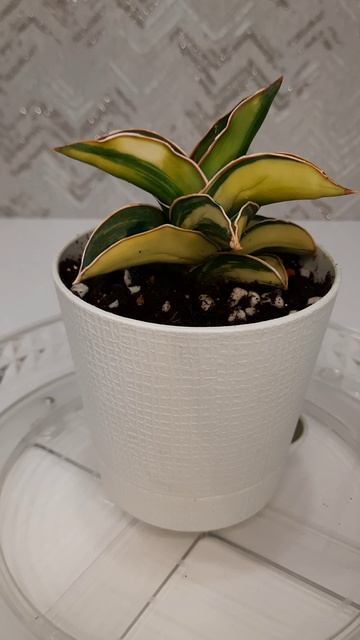 Сансевиерия Блю Лиф вар.
 Sansevieria Blue Leaf Var.#sansevieria #сансевиерия  #plants
