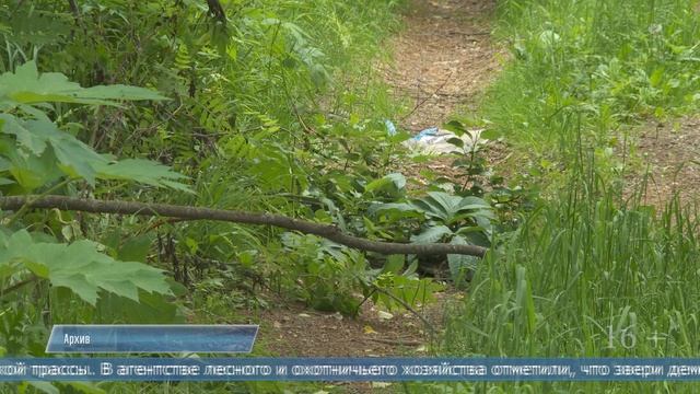 29.09.2025 На юге Сахалина отстрелили двух медведей, выходивших на территорию СНТ