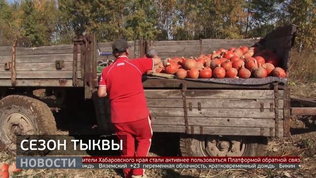 Урожай тыквы: десертные сорта для гурманов. Новости. 30092025. GuberniaTV