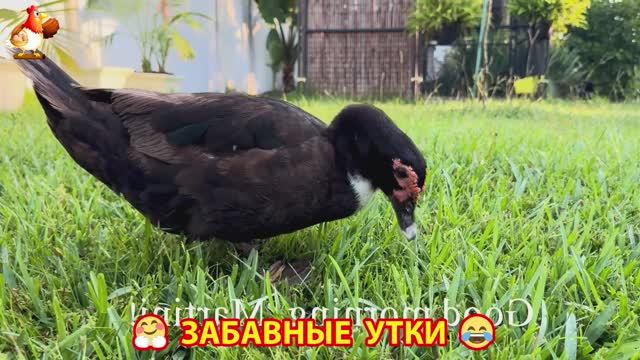 Забавные утки мускусные и пекинские на свободном выгуле со своими друзьями ч.241 