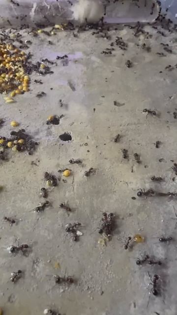 #муравьинаяферма #музыка #муравьи #ants #насекомые #music #песня #beekeeper #топ #музика
