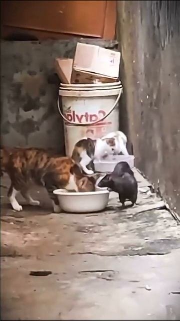 Какой наглый крысак 