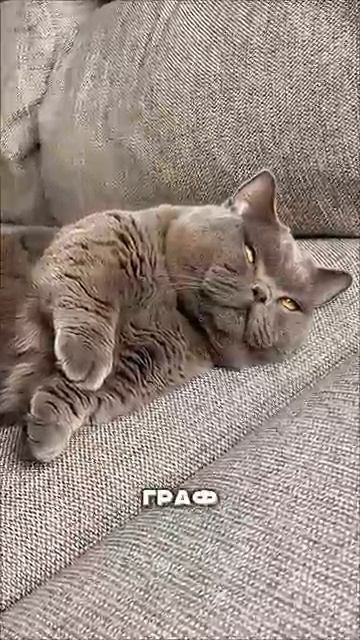 Купил кота за 600 долларов