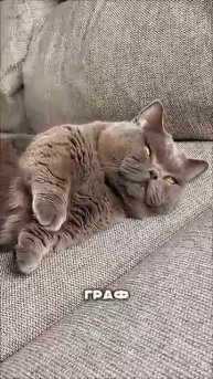 Купил кота за 600 долларов