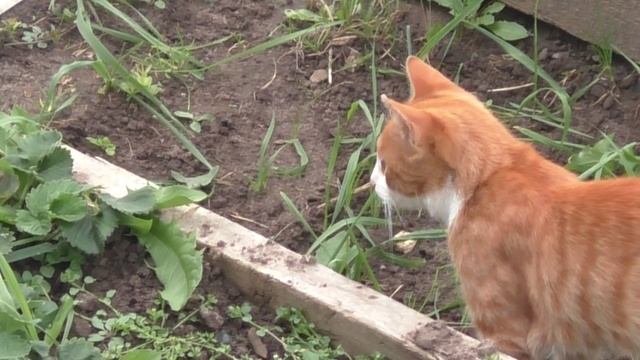 Кот и мышь!