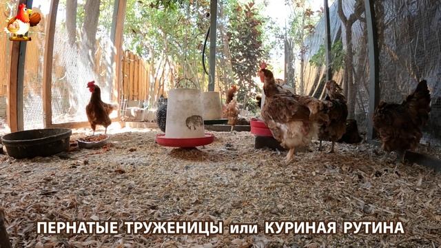 Куриная рутина  что делают куры на выгуле  эпизод 3