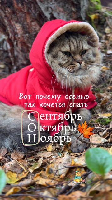 Сонная осень😴🍁 #котики #осень #кот