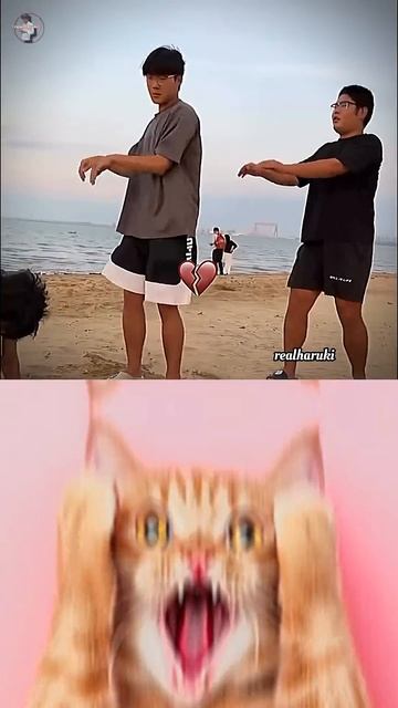 Fun 🤣 #cat #meme #dance #trending