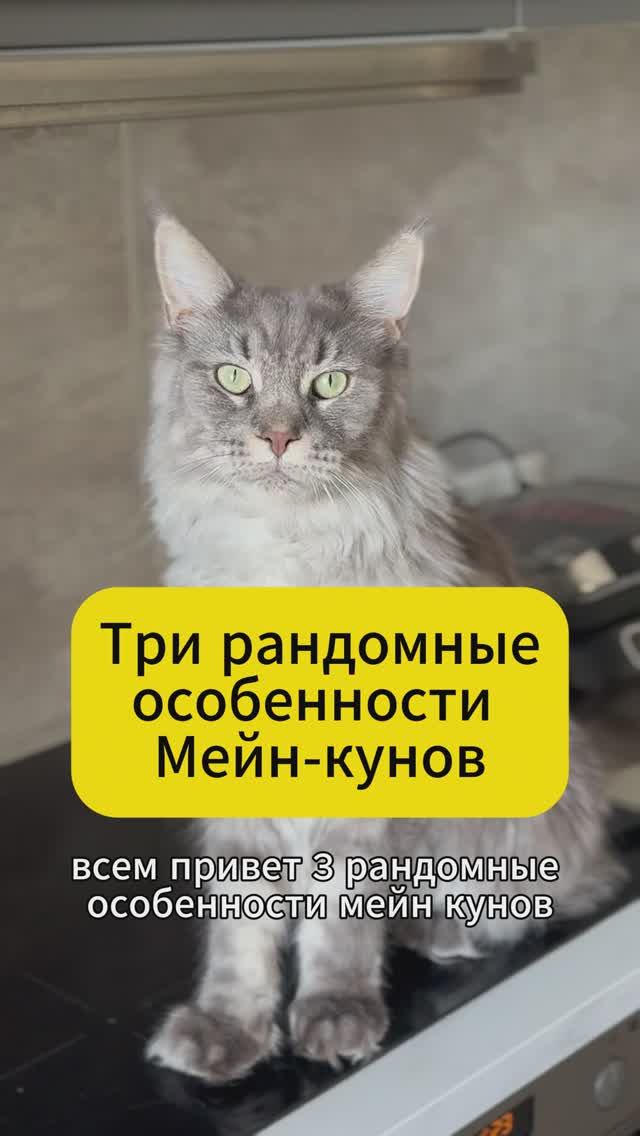 Три рандомные особенности мейн кунов #кошка #cat #питомцы #кот  #мейнкун #котики #юмор #факты #бурма