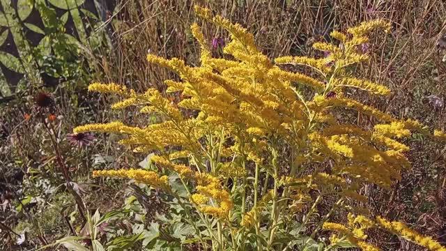 золотарник канадский