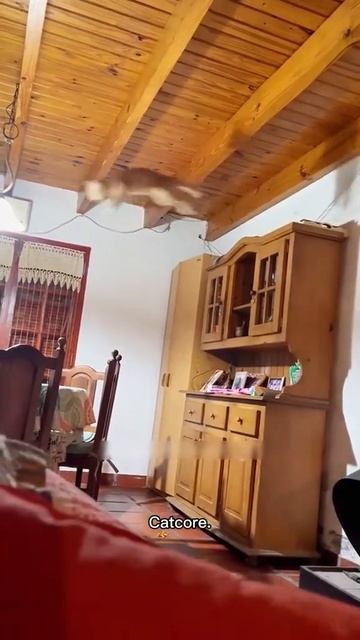 Приколы с котами 1