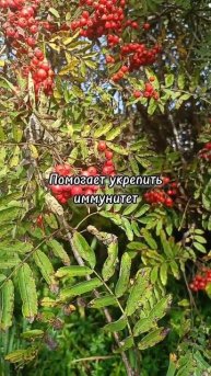 Рябина красная