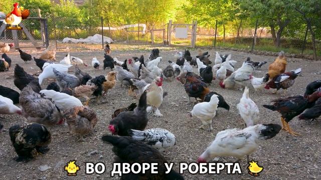 Содержание кур в домашних условиях и других птиц во дворе у Роберта  277