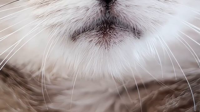 Почуем кошки любят коробки