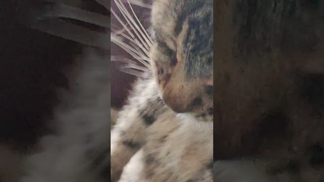 АСМР КОТИКА
