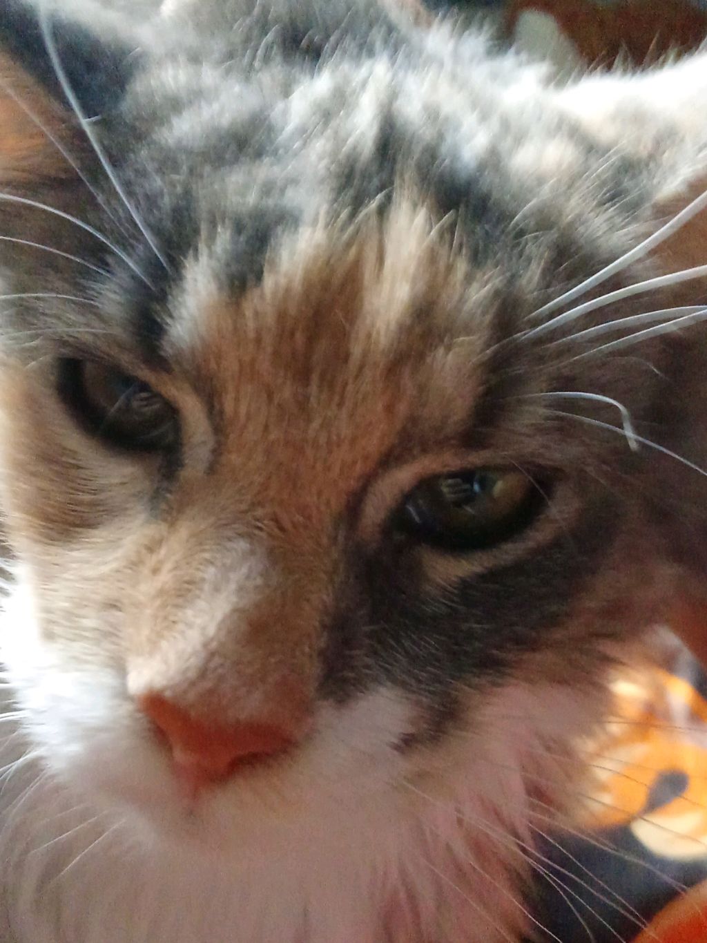 мой кот