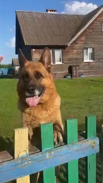 Злая собака охраняет