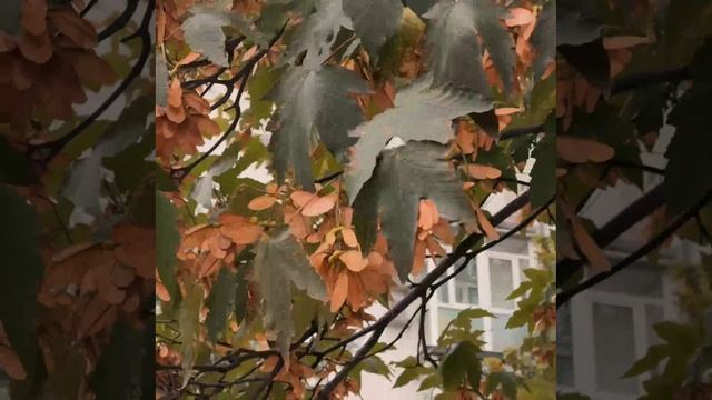 🇷🇺 Праздничный Донецк и осень 🍂🍁
Чистый, ухоженный, родной — именно таким хочется видеть город