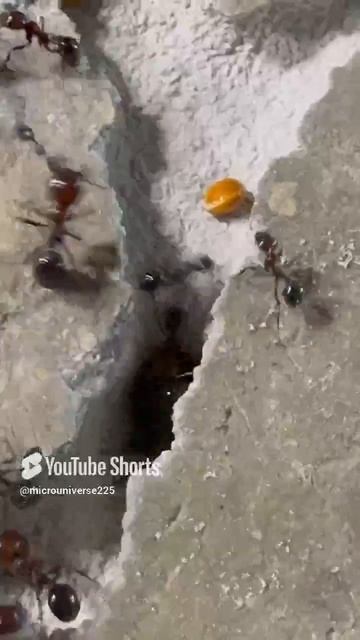 #ants #муравьи #bee #насекомые #муравьинаяферма #рыбалка #beekeeper #feeder #diy #nature 3
