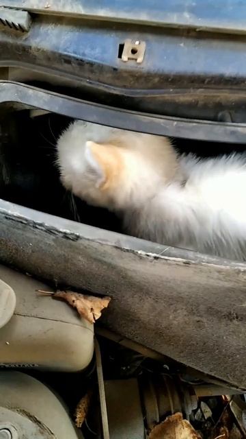 кошка залезла в печку автомобиля! ах ты мой лохматый друг куда ты спрятался.mp4