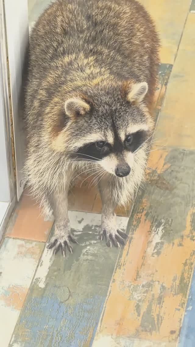 Что это было? Взгляд енота