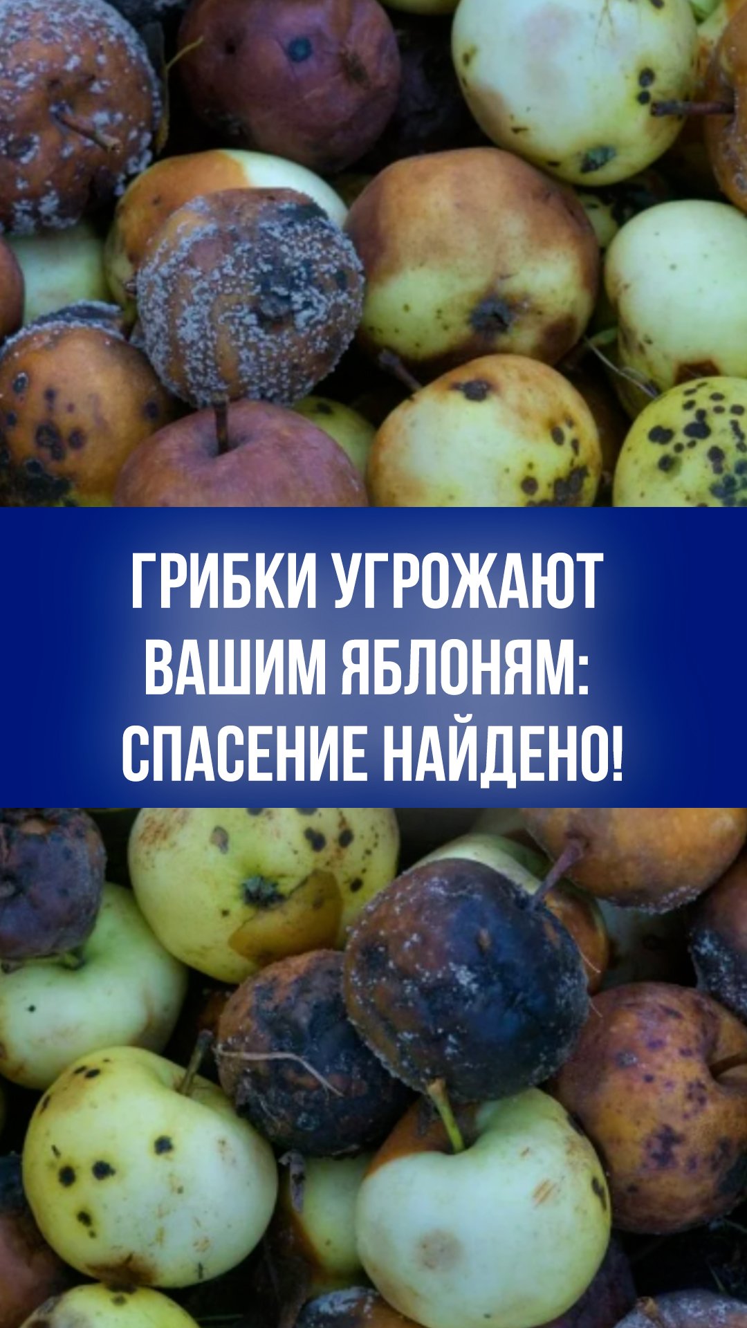 Монилиоз в атаке: чем грозят грибки черемухе и яблоням  советы от опытного садовода