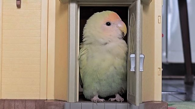 Птичка и домик🐦