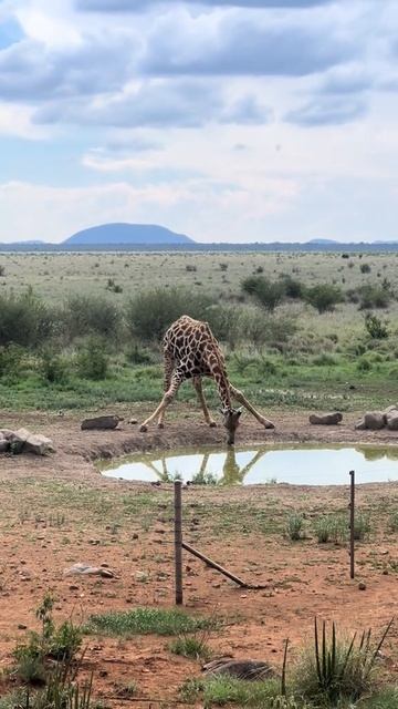 Как пьёт жираф