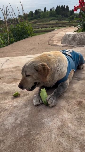 Песель - веган