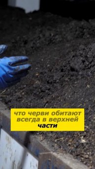 Что едят черви на вермиферме и как они превращают отходы в плодородие