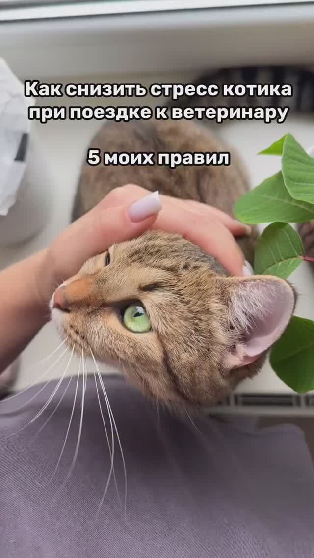 Как успокоить котик перед поездкой к врачу. Основные правила
