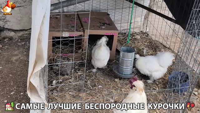 Цыплята и Курочки селяночки лучшие беспородные несушки  338