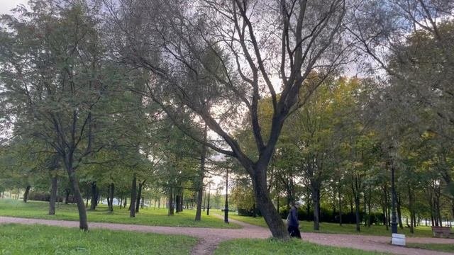 Природа парк и солнце  красивая прогулка по зелёным аллеям 