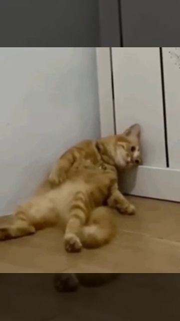 1000005744.mp4