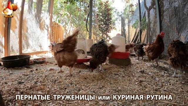 Куриная рутина  что делают куры на выгуле  эпизод 1