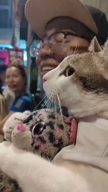 Котик смотрит салют