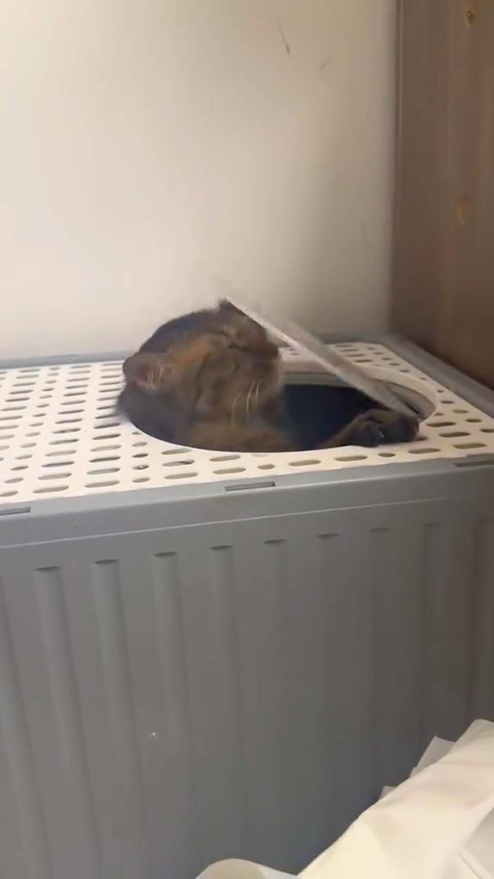 Это будет вечно! 🐈