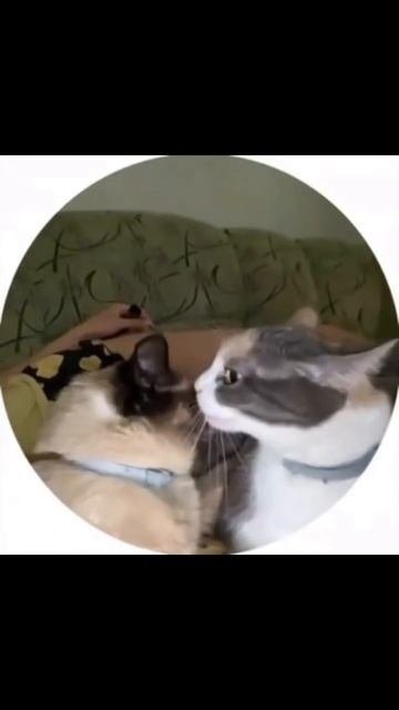 Смешные видео юмор