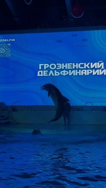 Сегодня ребята побывали в дельфинарии и получили много ярких впечатлений и приятных эмоций.