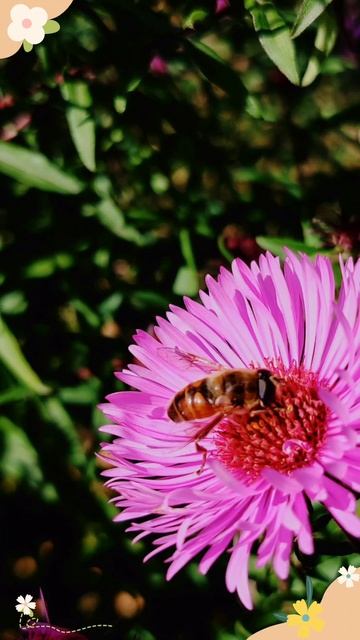 Яркие краски осени (29 сентября)