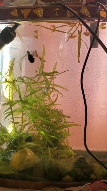 🐠🐟🐠