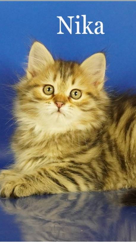 Слайд-шоу сибирская кошечка NIKA, 2 месяца, окрас черный пятнистый.