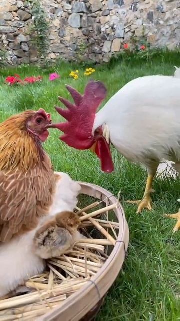 Кура не дура