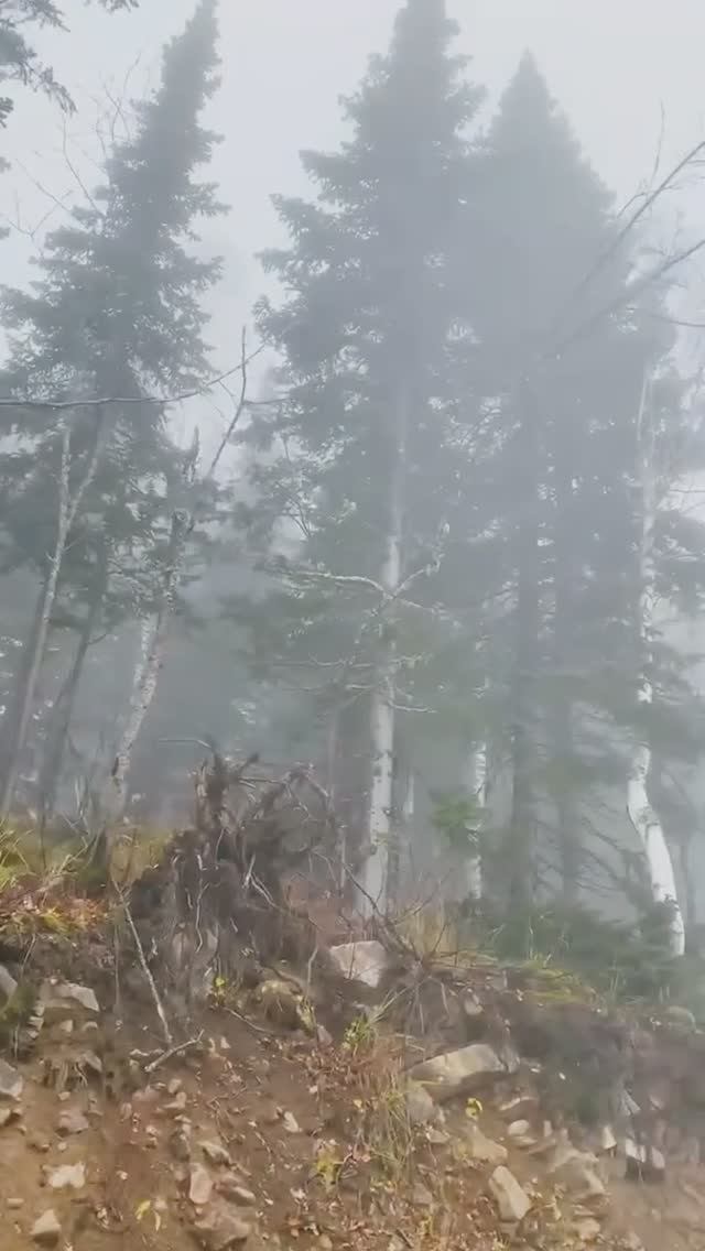 Туманный лес