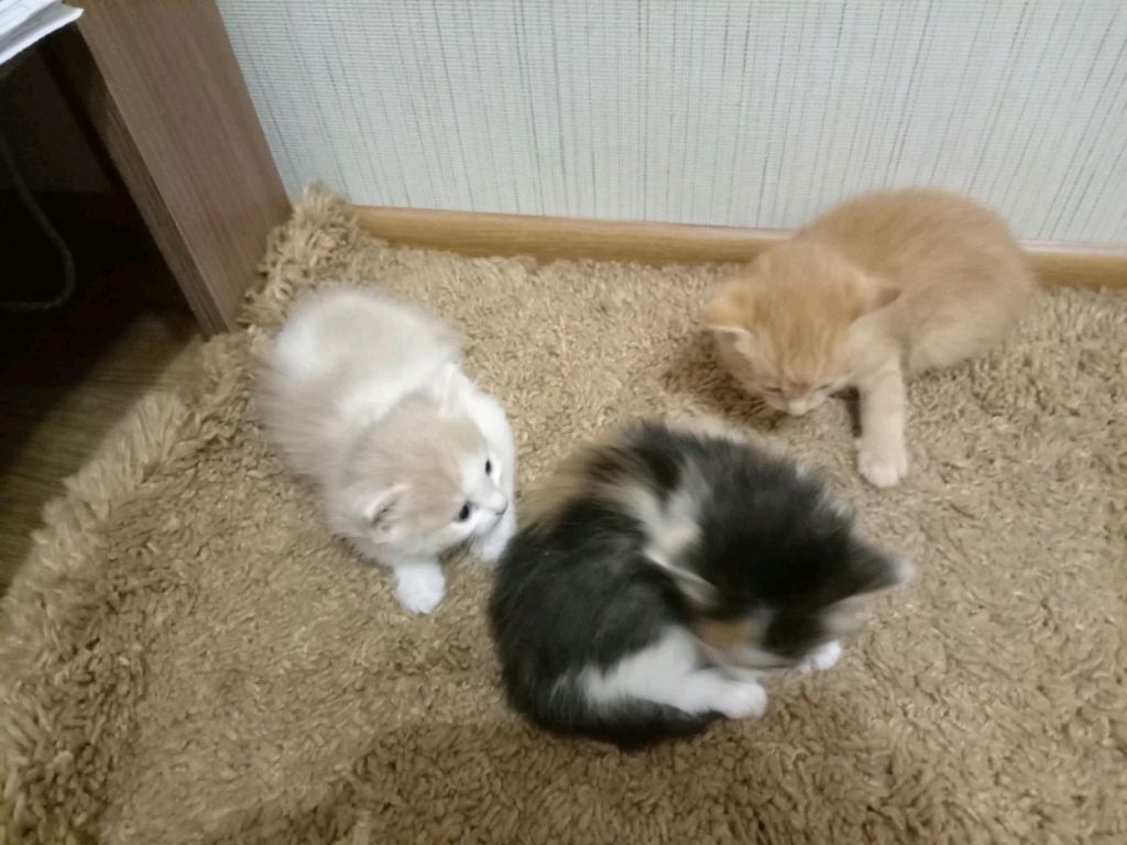 котята