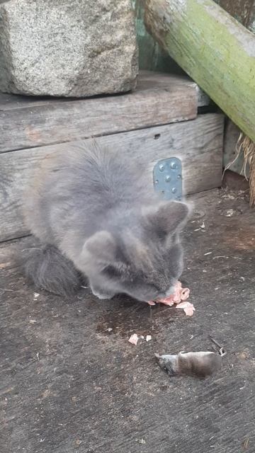 зачем котикам куриная голова