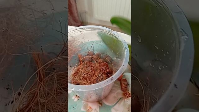 ЗАБИРАЮ ИЗ ЛМ ПОСЛЕДНЮЮ ОРХИДЕЮ. БУДЕТ ЖИТЬ! 🙏💞🌺
