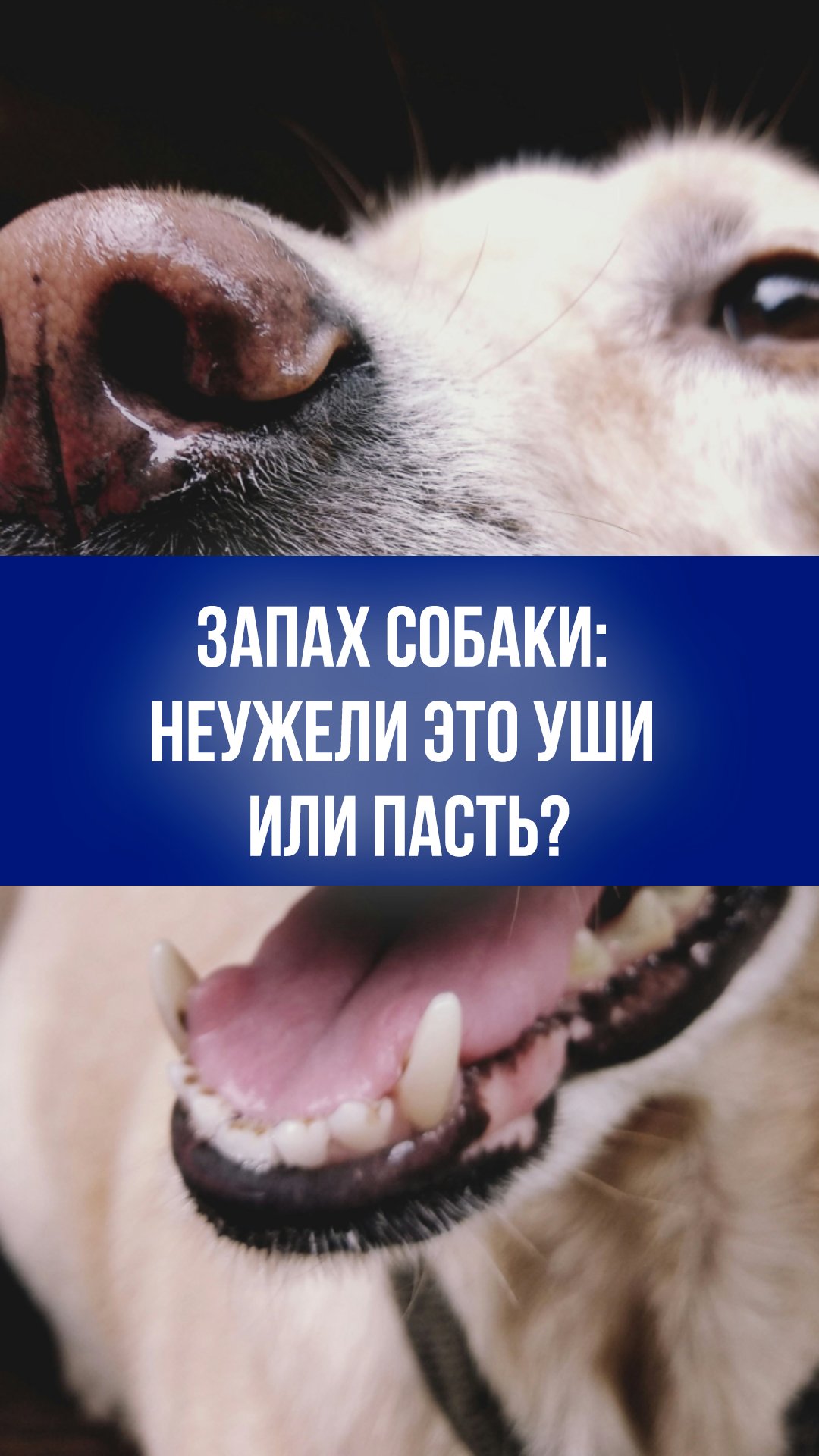 Секреты свежести: как предотвратить запах собаки после купания  секреты в ушах и пасти